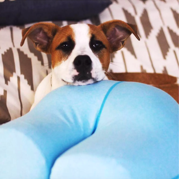 Why dogs actually love our pillows